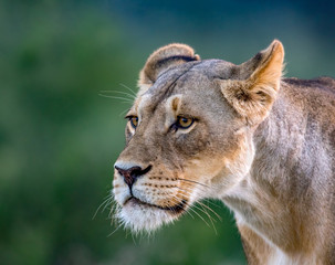 Fototapeta premium Perfect Lioness