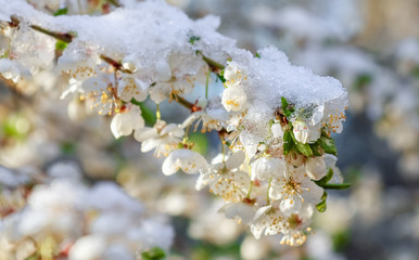 flowering tree branches with snow