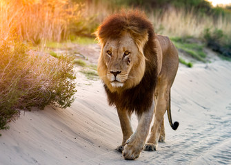 Sunset Lion