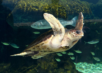 Sea turtle and fish in aquarium