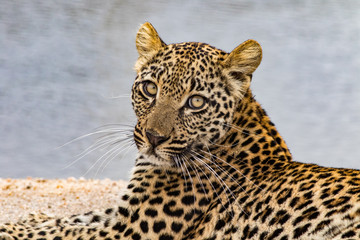 Leopard on Sand