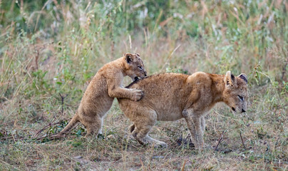 Lion Cubs Playing
