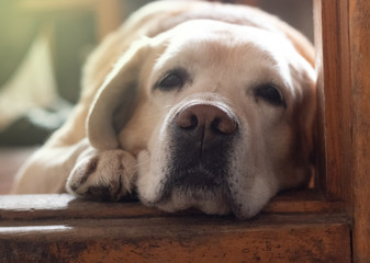 close up of yellow labrador retriever dog lying on wood floor