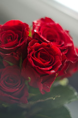 Fototapeta premium red roses on a white background