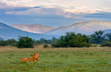 Lions and Mountains