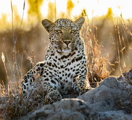 Sunset Leopard