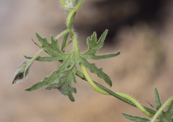 Convolvulus althaeoides mallow bindweed climbing plant with large bell-shaped purple pink flowers with darker veins on unfocused brown background