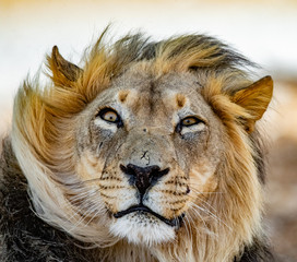 Funny Lion Face