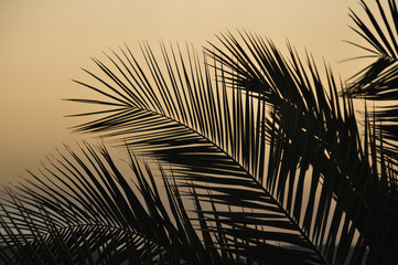 Palm trees silhouette on sunset background at the sea