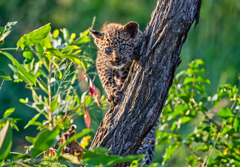 Leopard Cub in a Tree