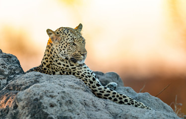 Leopard relaxing on Termite Mound