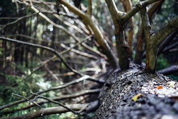 A close up of a tree branch