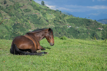 horse in the mountains
