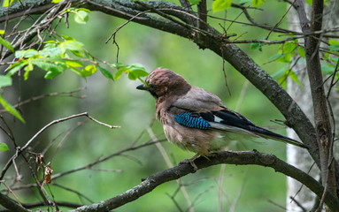 blue tit on a branch