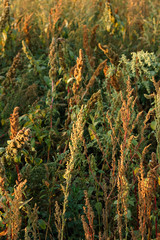 Abstract art background from weeds in the end of the summer at sunset, bright colorful textured backdrop for your design, vertical, closeup