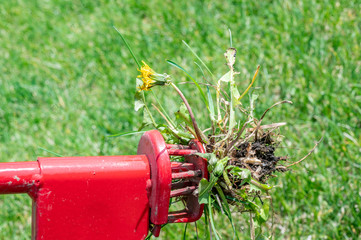 Mechanical device for removing dandelion weeds by pulling the tap root