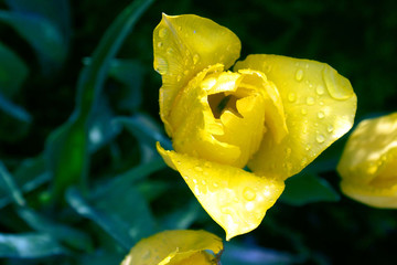 yellow rose blossom with leaves