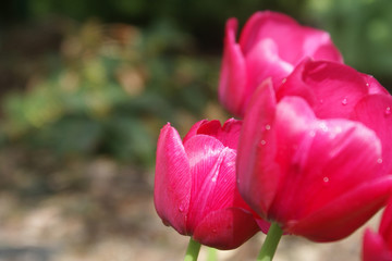 bright pink tulips (Tulipa) in a garden 1