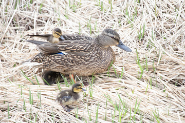 Mallard and ducklings