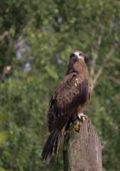 Wild kite monitors prey