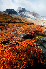Obraz premium Autumn in Torres del Paine National Park, Chile.