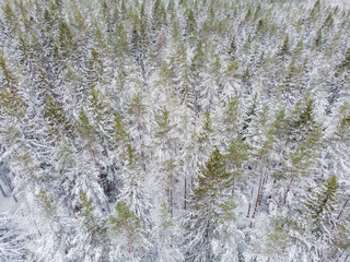 Evergreen forest in winter