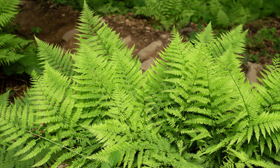 Bush of a fern leaves in the summer green forest