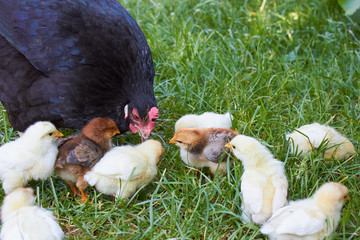 little chickens in the grass,chicken family in the grass on the farm