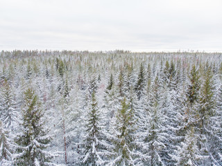 Evergreen forest in winter