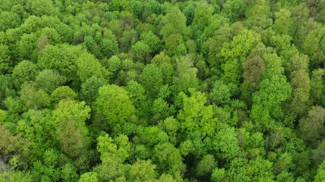 Aerial view of beech forest, Steigerwald, Franconia, Bavaria, Germany