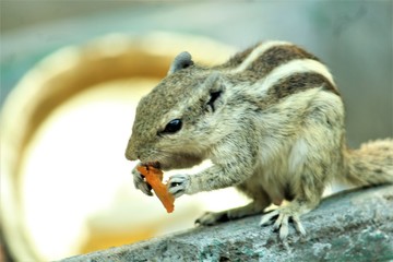 squirrel eating food