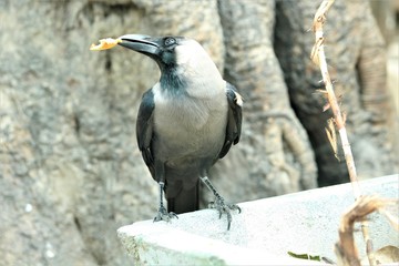 Crow
