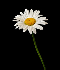 daisy flower growing on a black background