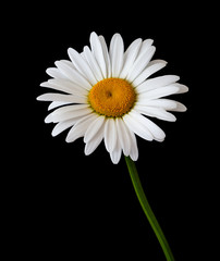 daisy flower growing on a black background