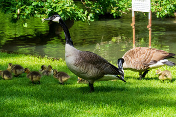 Kanadagans mit jungen Küken auf einer Wiese