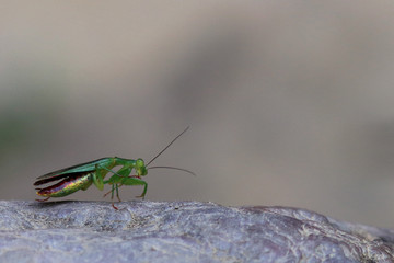 photo of mantis standing on a rock and looking at the camera