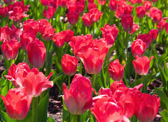 the field of red tulips
