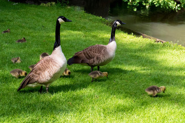 Kanadagans mit jungen Küken auf einer Wiese