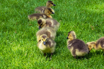 Junge Kanadagans Küken auf einer Wiese