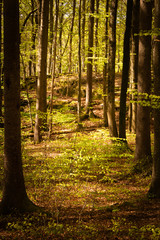 Obraz premium path in the forest