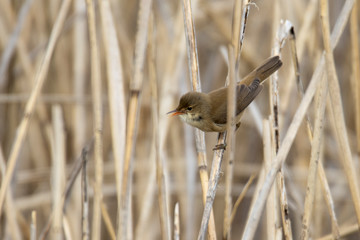 Reed Warbler - a bird over a forest pond