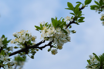 blossoming plum tree in spring