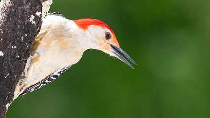 Curious Red-Bellied Woodpecker Perched in a Tree