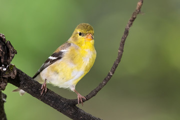 American Goldfinch Perched on a Branch of a Tree