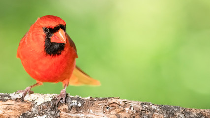 Alert Northern Cardinal Perched in a Tree
