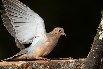 Profile of a Mourning Dove Perched with Wings Outstretched