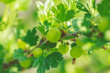 Green ripe sweet gooseberry on the branches of a bush in the garden