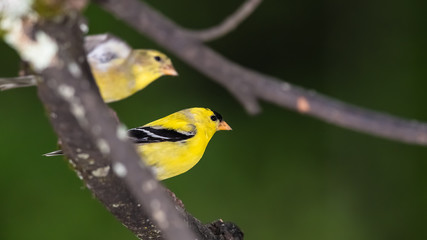 Pair of American Goldfinch Perched in a Tree
