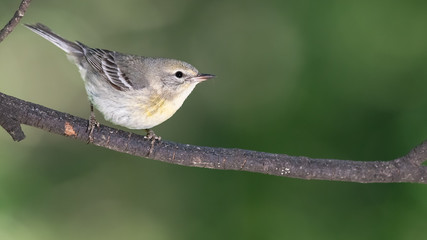 Little Pine Warbler Perched in the Slender Tree Branches