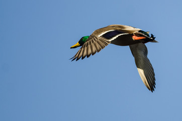 Mallard Duck Flying in a Blue Sky